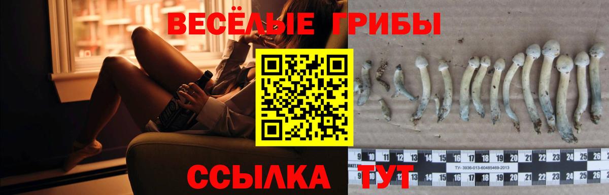 Псилоцибиновые грибы Psilocybe  Вход с VPN  Нижнекамск 